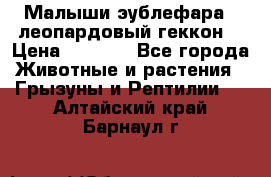 Малыши эублефара ( леопардовый геккон) › Цена ­ 1 500 - Все города Животные и растения » Грызуны и Рептилии   . Алтайский край,Барнаул г.